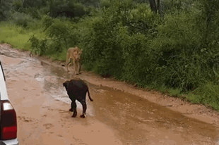 Video: Trâu mẹ xả thân, cướp con non từ lưỡi hái tử thần