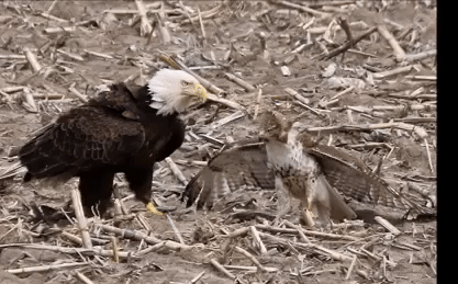 Video: Chim ưng chiến đấu ác liệt với đại bàng để giành rắn chuột