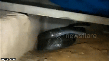 Người đàn ông hoảng loạn vì thấy hổ mang chúa dài gần 4 mét dưới gầm giường