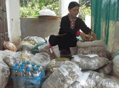 Bài thuốc chữa đau nhức xương khớp không còn xa lạ với bệnh nhân