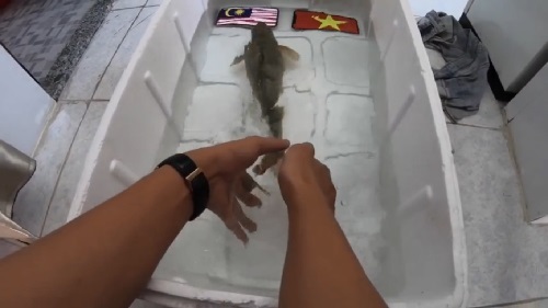 Video: Chú cá dự đoán Malaysia thắng chung kết AFF Cup 2018 nhận cái kết 'không thể tồi tệ hơn'