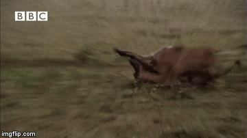 Video: Linh cẩu một mình đại chiến với bầy sư tử hung tợn