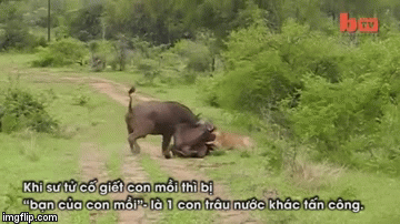 Video: Sư tử đen đủi bị 