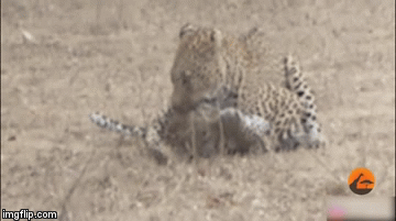 Video: Báo hoa mai điên cuồng cắn vỡ sọ đồng loại trong trận chiến sinh tử