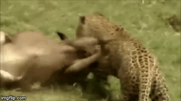 Video: Báo đốm phi thân vồ gọn linh dương bằng 