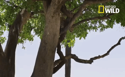 Video: Báo hoa mai phi thân từ trên cao xuống đất, hạ gục linh dương