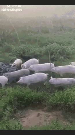 Video: Dám bắt cóc lợn con, thanh niên bị cả bầy heo bao vây tấn công