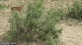 Video: Mải kiếm ăn, linh dương bị báo hoa mai đoạt mạng trong tích tắc