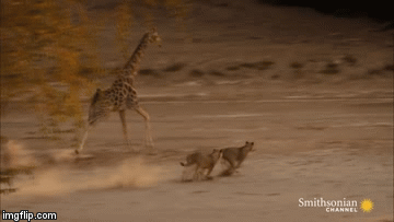 Video: 5 con sư tử ra đòn hủy diệt hạ gục hươu cao cổ trong tích tắc