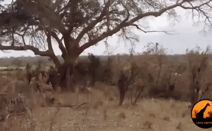 Video: Bị kẻ thù truy sát, linh dương nhảy vọt qua ô tô để thoát hiểm