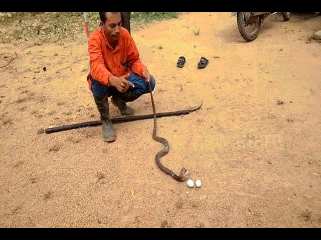 Video: Rắn hổ mang nuốt chửng 4 quả trứng và cái kết đắng
