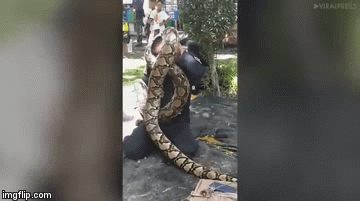 Video: Hãi hùng cảnh trăn