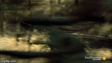 Video: Hổ mẹ dậy con tăng tốc đoạt mạng con mồi