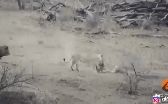 Video: Bị sư tử bao vây tứ phía, lợn rừng vẫn sống sót vì lý do không ai nghĩ đến