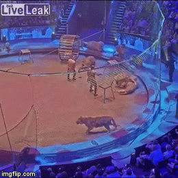 Video: Hổ và sư tử bỗng lao vào cắn xé nhau kinh hoàng trong rạp xiếc