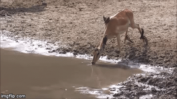 Video: Cá sấu bay khỏi mặt nước đớp mồi nhanh như điện nhưng cái kết mới bất ngờ