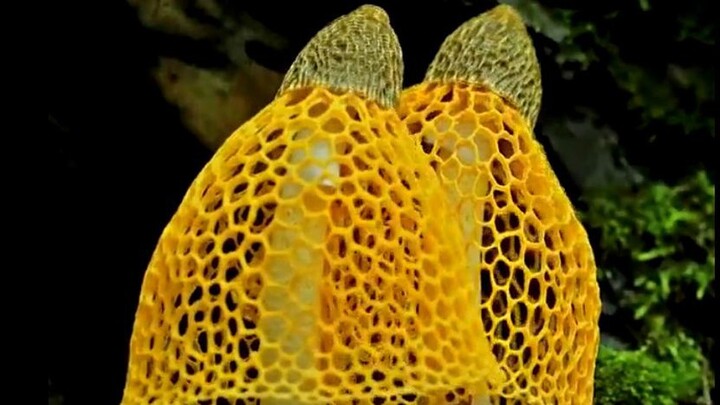 Video: Cảnh “nấm nở hoa” đẹp mê hoặc và ảo diệu như cổ tích