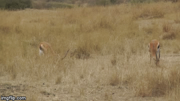 Video: Báo săn phục kích, hạ gục linh dương trong 