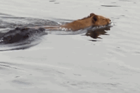 Video: Sư tử suýt bỏ mạng vì bị cá sấu