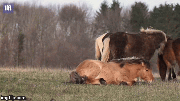 Video: Hành động lạ của đàn ngựa hoang giúp đồng loại “hồi sinh”