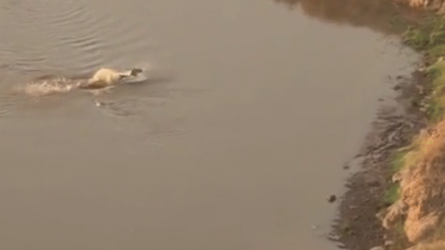 Video: Vừa thoát khỏi nanh vuốt của cá sấu, ngựa vằn lại rơi ngay và miệng sư tử