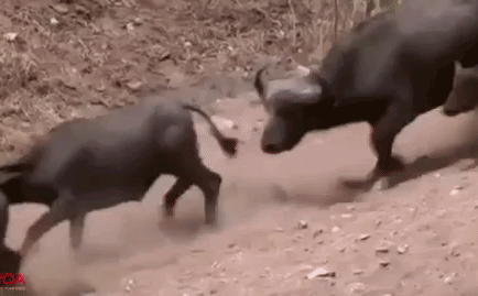 Video: Đồng loại gặp nạn, hàng trăm trâu rừng ùn ùn kéo tới “quây” sư tử