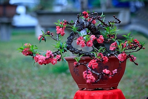 Số 7 đặc biệt trong bí ẩn về loại đào như cây củi giá “trên trời”