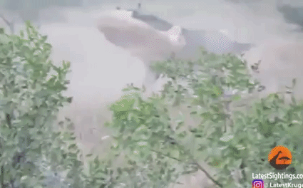 Video: Bị sư tử vật ngửa xuống đất, linh dương vùng lên đánh bại kẻ săn mồi