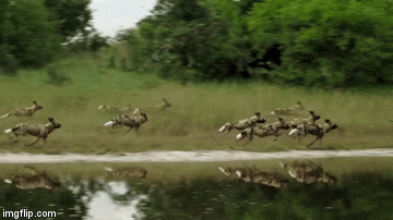 Video cuộc chiến sinh tồn Trâu rừng đoàn kết chống lại sự tấn công của bầy chó hoang Châu Phi