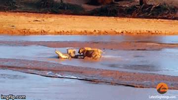 Video: 3 con sư tử giao chiến ác liệt với cá sấu