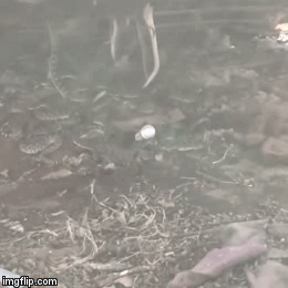 Video: Rùng mình khoảnh khắc hàng chục con rắn bò lúc nhúc dưới cabin