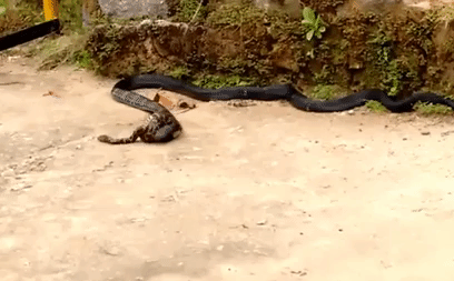 Video: Rắn hổ mang chúa cực độc giết chết con trăn, nhưng gặp 