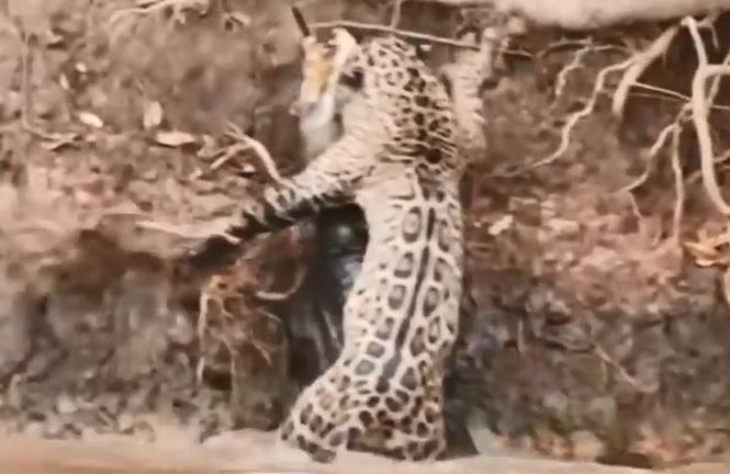 Video: Báo phi thân xuống nước, tóm gọn cá sấu Caiman kéo lên bờ