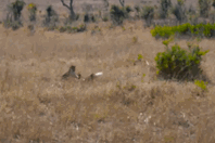 Video: Báo hoa mai tuột mất con mồi béo bở trong phút chót