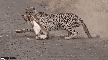 Video: Báo hạ gục linh dương Nam Phi rồi tha vào rừng