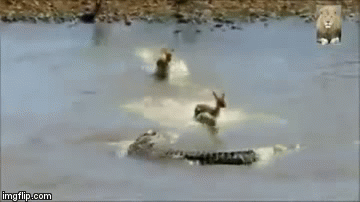 Video: Rợn người cảnh cá sấu tàn sát đàn linh dương không thương tiếc