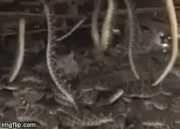 Video: Hoảng hồn phát hiện ổ rắn chuông nhung nhúc dưới nhà kho