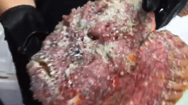 Video: Cận cảnh cá mặt quỷ được thực khách