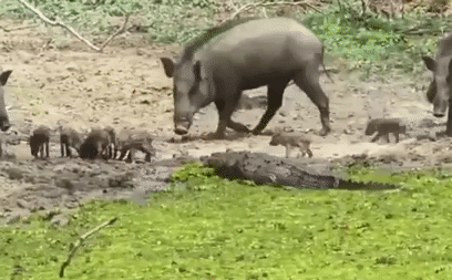 Video: Hỗn chiến với lợn rừng,