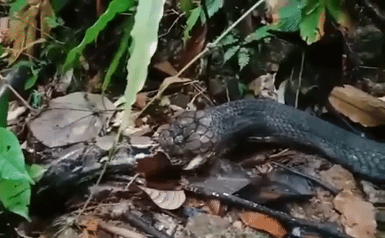 Video: Rắn hổ mang chúa