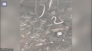 Ám ảnh vì phát hiện gần 50 con rắn đuôi chuông lúc nhúc dưới sàn nhà