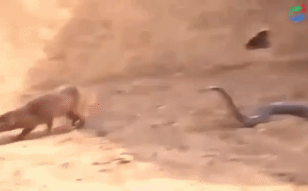 Video: Rắn hổ mang bị