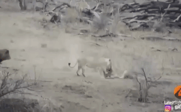 Video: Rợn người cảnh sư tử tóm gọn, xé xác 4 mẹ con lợn rừng đang kiếm ăn