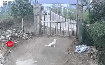 Clip: Pha ôm cua kiểu