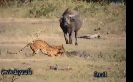 Video: Rơi vào cảnh khốn cùng, cá sấu và báo hoa được trâu rừng... cứu sống