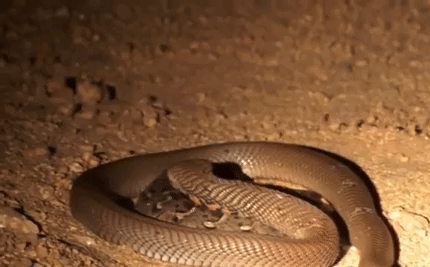 Video: Rắn hổ mang phun nọc độc, nuốt chửng rắn puff adder