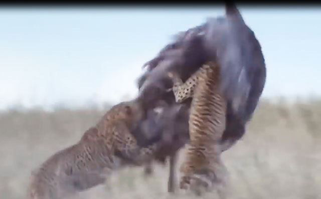 Video: Mải mê ấp trứng, đà điều bị báo săn truy sát, hạ gục trong tích tắc