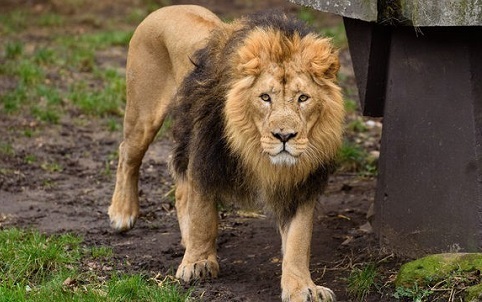 Sư tử sổng chuồng cắn chết nữ nhân viên sở thú ngay trước thềm năm mới