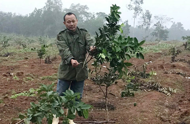Người nông dân chết lặng phát hiện hàng trăm gốc cam bị kẻ gian đốn hạ