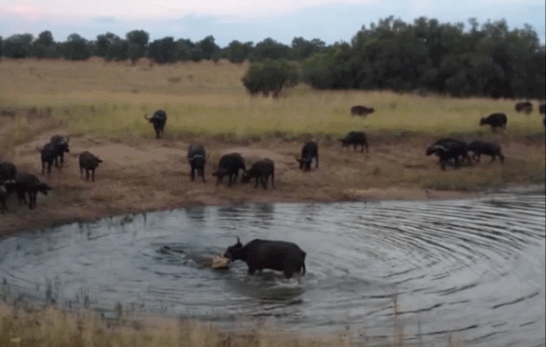 Video: Trâu rừng chống trả quyết liệt, thoát khỏi nanh vuốt của cá sấu